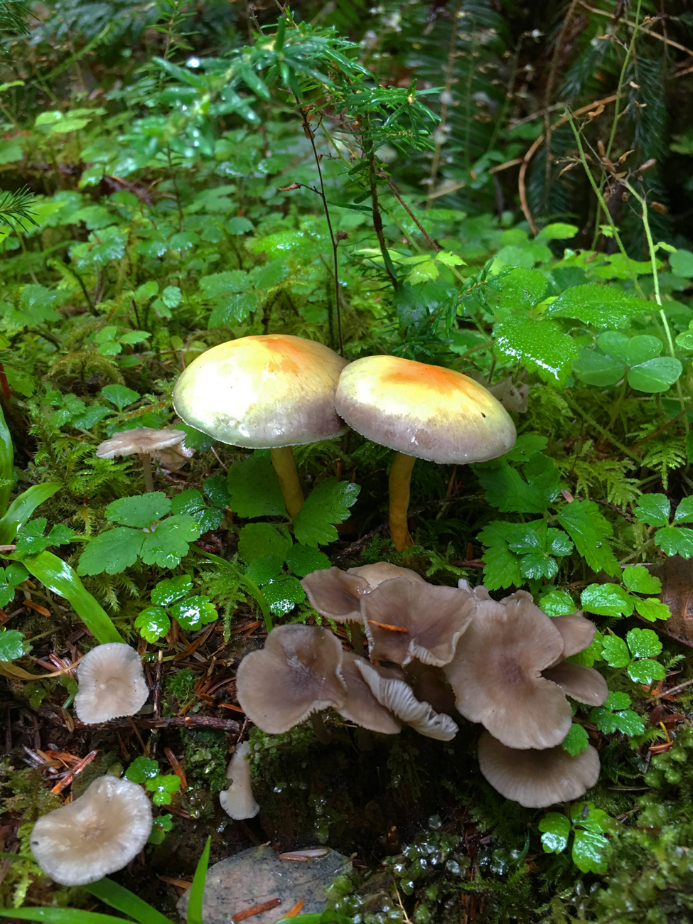 Olympic National Park The Hoh Rainforest Brake for Nature