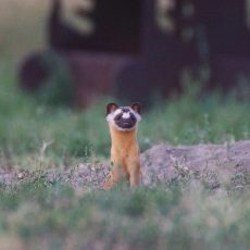 Long-tailed Weasel!