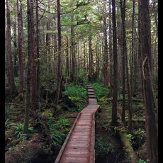 Olympic National Park – Ozette Lake and Cape Alava Trail