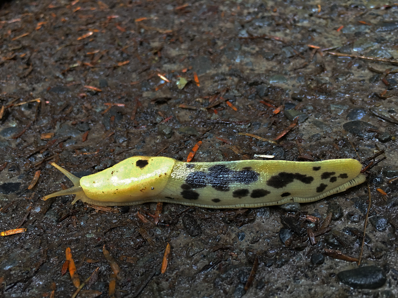 Spotted Banana Slug in the Hoh | Brake for Nature