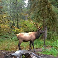 Roosevelt Elk in the Hoh Rain Forest