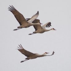 Sandhill Cranes at Cibola National Wildlife Refuge