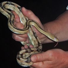 Nighttime Herping in Big Bend National Park – Snakes!
